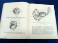 Атлас анатомии человека -1947 год. , снимка 9