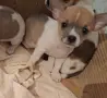 Кученца чихуахуа , снимка 5