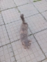 Малко коте търси дом!, снимка 3