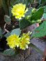 Саксии с незамръзващ кактус  