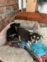 Пинчери, снимка 3