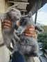 шотландски котки, снимка 1
