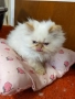 Продавам персийски котенца , снимка 6