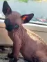 Канадски сфинкс, котенца, снимка 1