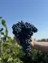 Продавам грозде: Мерло, Памид, Мавруд, Евмолпия, снимка 1