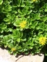 Камчатски седум, Sedum kamtschaticum, снимка 1