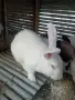 Заек цика на 6 месеца , снимка 4