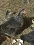 Великденски кокошки, снимка 2