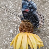 Пеперуда върху цвете– силен двоен магнит., снимка 6 - Декорация за дома - 41561619