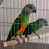 Сенегалски папагали-чифт, снимка 1 - Папагали - 42103487