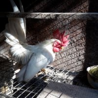 Петле шабо и кокошка супер харко, снимка 6 - Кокошки и пуйки - 42713149