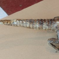 Препариран алигатор, снимка 5 - Антикварни и старинни предмети - 44460534