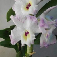 Красиви орхидеи , снимка 11 - Стайни растения - 32936807