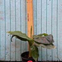 Банан ядлив джудже, Musa acuminata 'Dwarf Cavendish', растения, снимка 12 - Стайни растения - 29764848