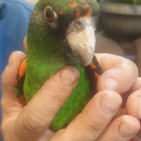 Продавам Жардина (Конгоански папагал), снимка 11 - Папагали - 44779416