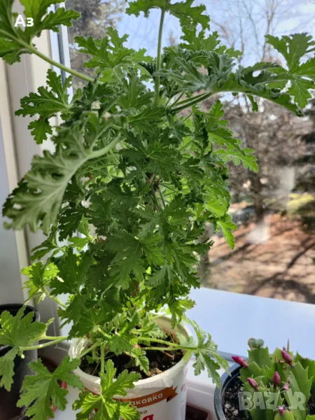 Продавам цветя Индрише - големи, 4 бр. налични, снимка 1