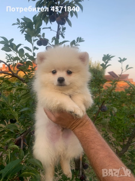Шпиц Померани сладки кученца, снимка 1