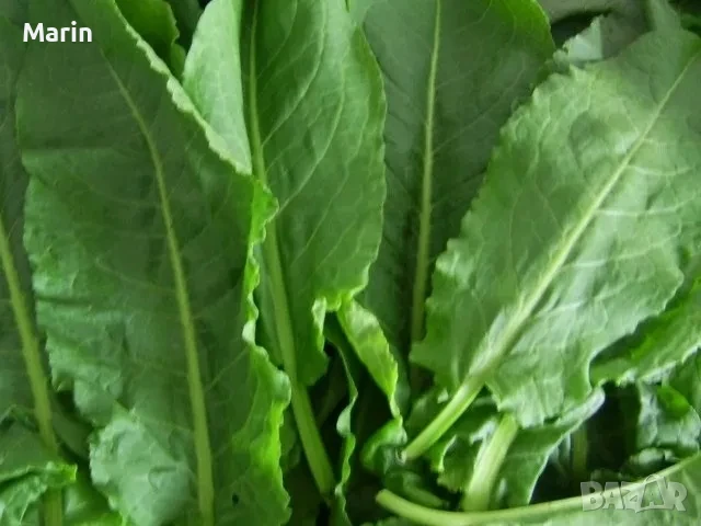 Семе лапат , снимка 1