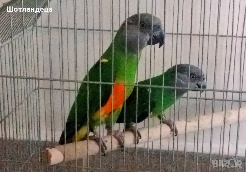 Сенегалски папагали-чифт, снимка 1