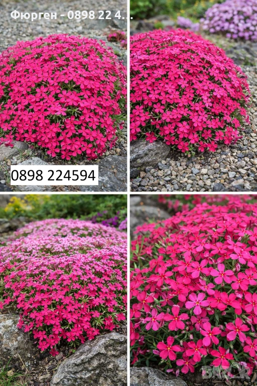 Флокс субулата (Phlox subulata) – пълзящ флокс, снимка 1