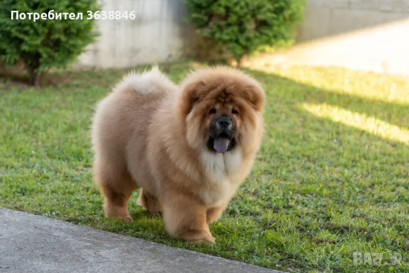 Чау чау, снимка 1