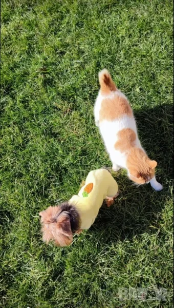 Мини йорки джудже за разплод , снимка 1