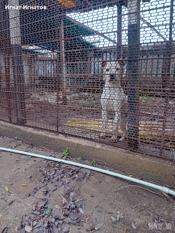 американско були, снимка 1