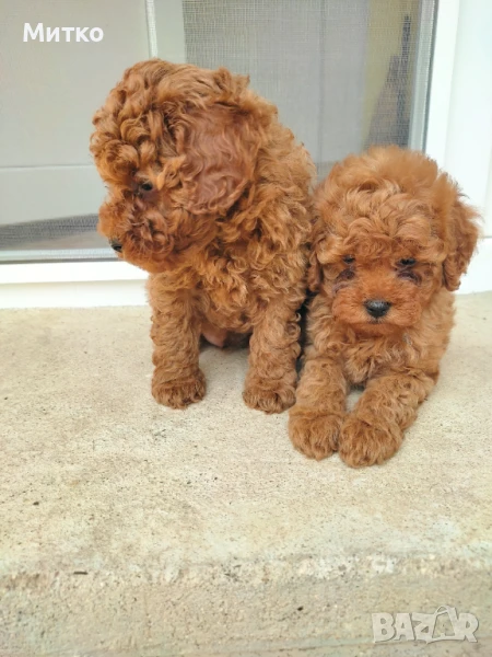  Пуделчета , снимка 1