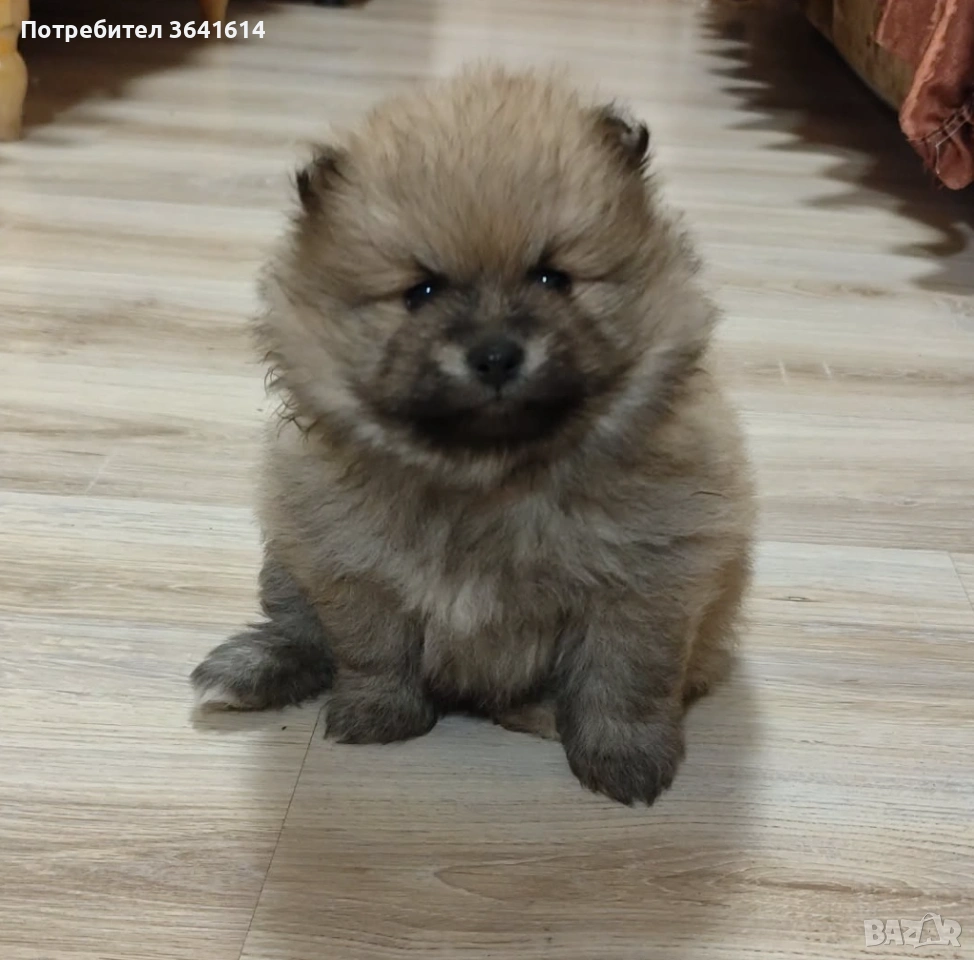 Продавам померан, снимка 1