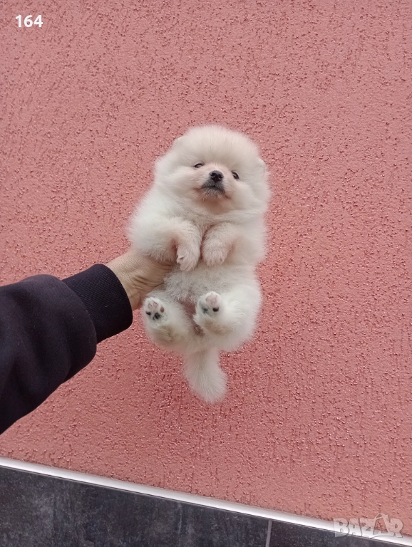 Померани. Момичета. Снимки от 23.12.25 г., снимка 1