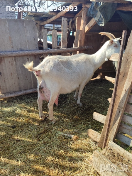 Млечни кози, снимка 1