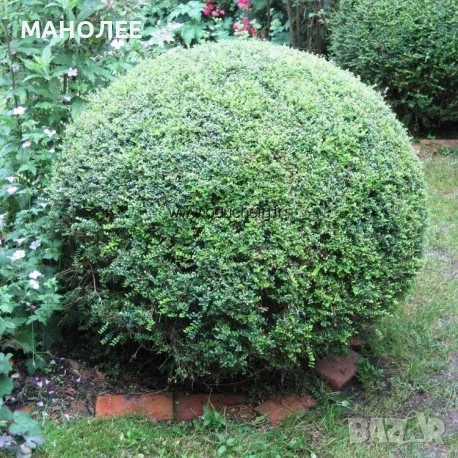 Лоницера  " Нитида ", снимка 1