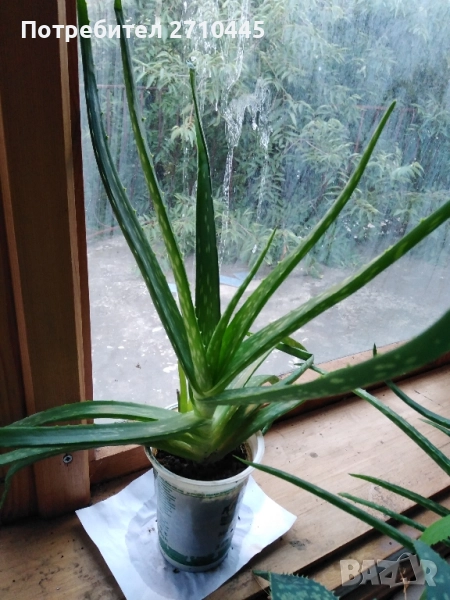 Лечебно Алое Вера, снимка 1