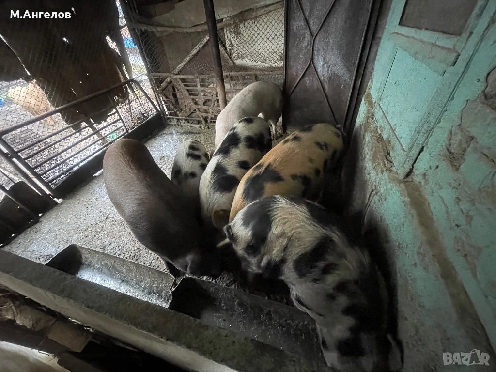 Прасета, снимка 1