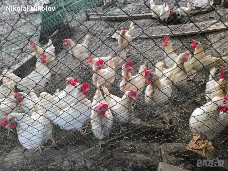 Носачки Легхорн , снимка 1