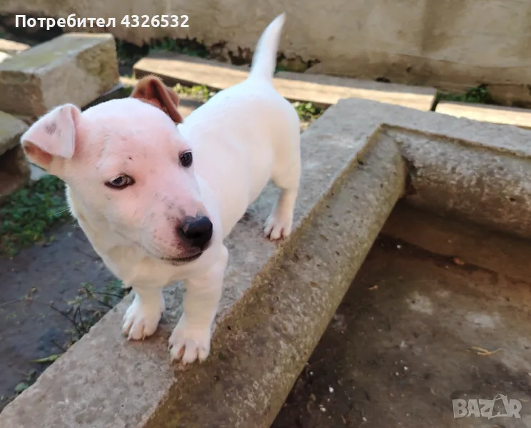 Джак ръсел , снимка 1