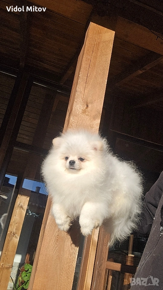 Мини Померан момче , снимка 1