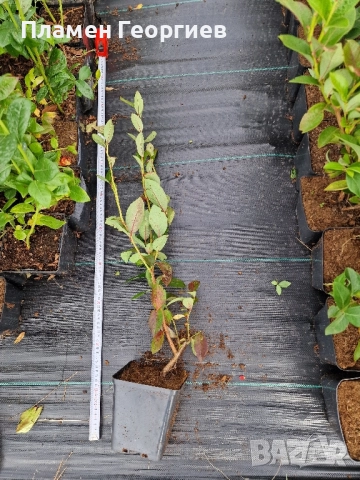 раздад боровинки , снимка 10 - Разсади - 51913927