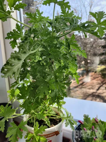 Продавам цветя Индрише - големи, 4 бр. налични