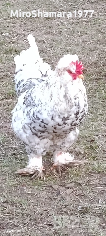 Свободни петли , снимка 2 - Кокошки и пуйки - 53489682