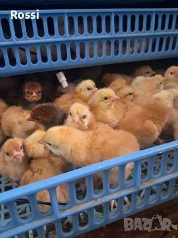 Дворни пиленца и от сини яйца, снимка 10 - Кокошки и пуйки - 53276186