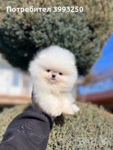 Мини мини Померан, снимка 3 - Померан - 44304488