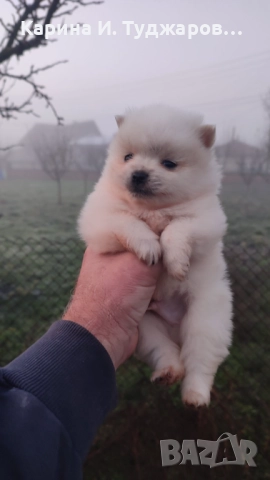 Малки померанчета, снимка 3 - Померан - 52570268