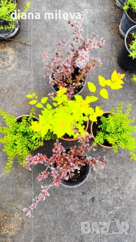 Промо пакет от 5бр студоустойчиви растения!, снимка 1