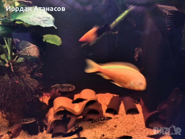 Трофеуси / tropheus, снимка 2 - Рибки - 53829827