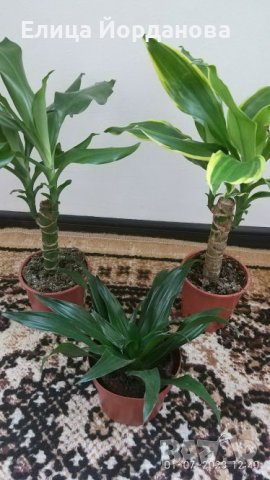 три броя драцени