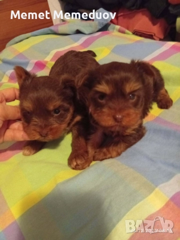 Мини йорки, снимка 2 - Йоркширски териер - 52890475