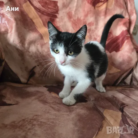 Коте на два месеца и половина, снимка 3 - Други - 56235749