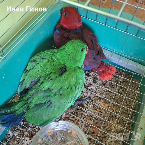 Папагали Еклектос , снимка 6 - Папагали - 51198945