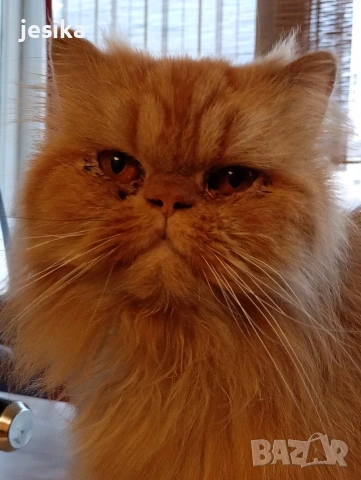 Мъжки персийци на година и половина с хигиенни навици не кастрирани,чиста порода ., снимка 2 - Персийска - 53203681